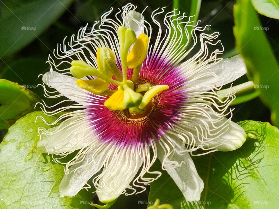 Passion fruit blossom in bold pink and purple with delicate white petals sprouting fine hair-like appendages