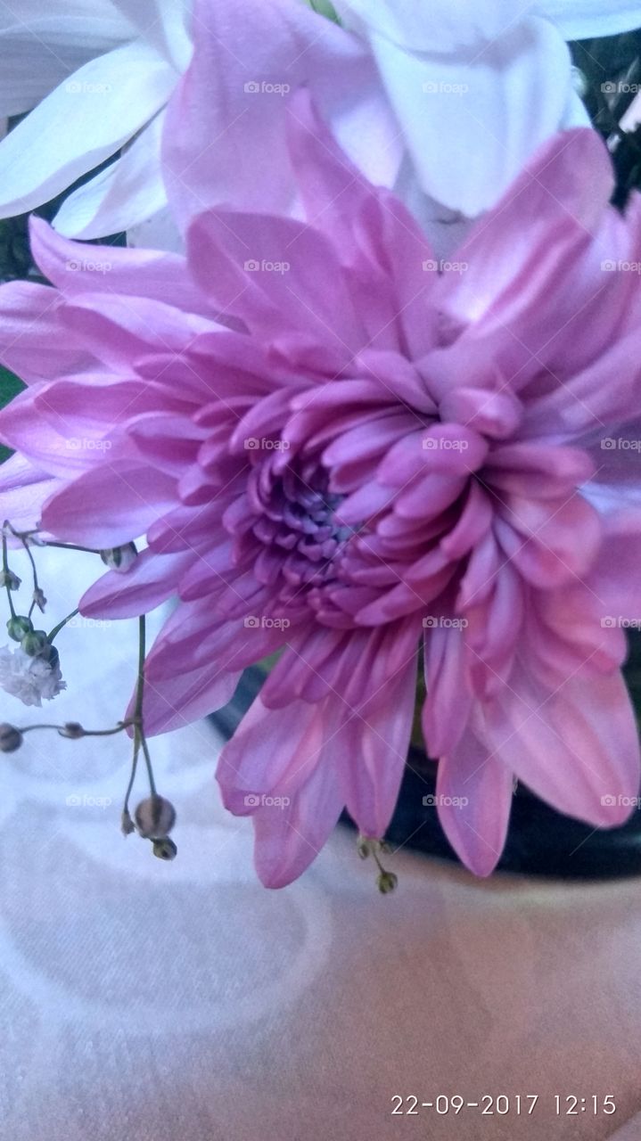 purple flower closeup