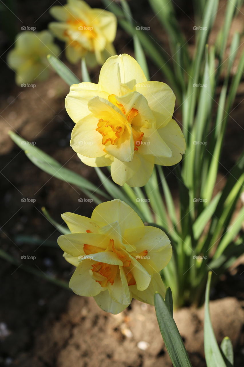 flowers