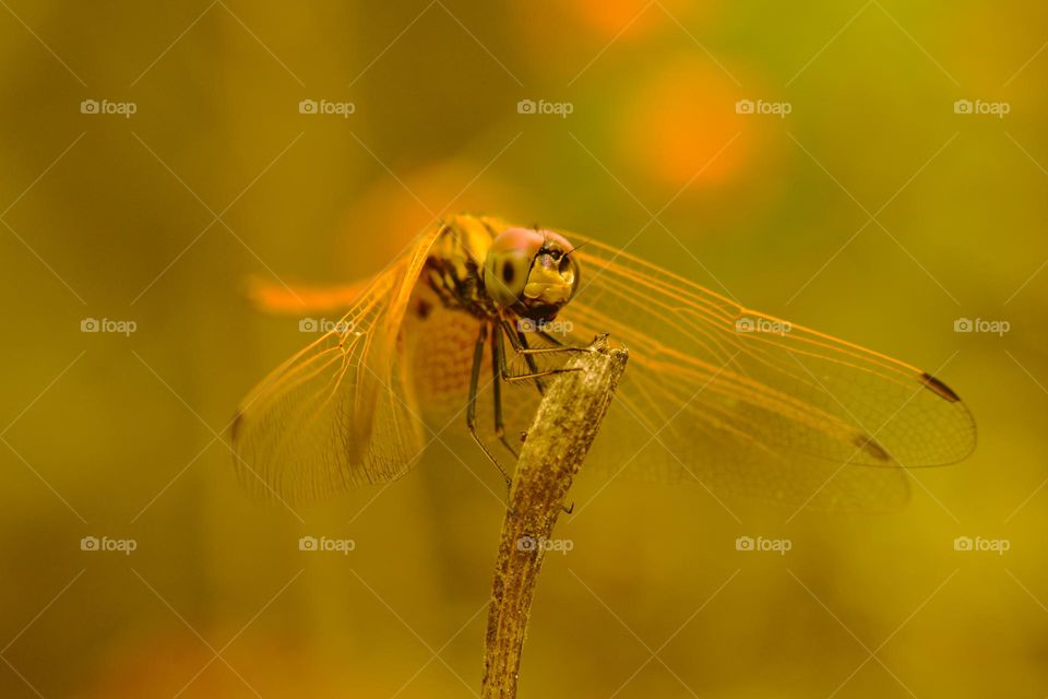 yellowish dragonfly resting on stem against yellowish background