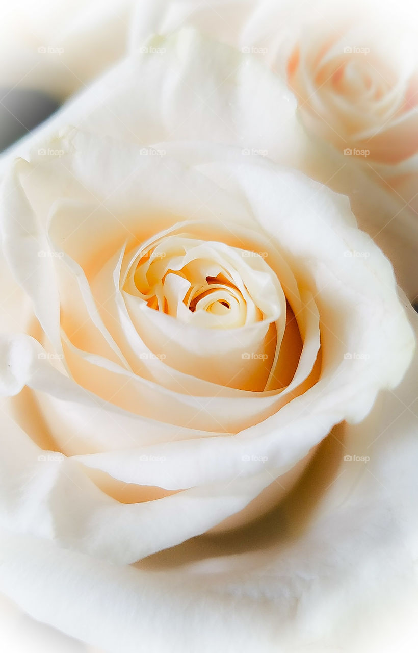 White Rose