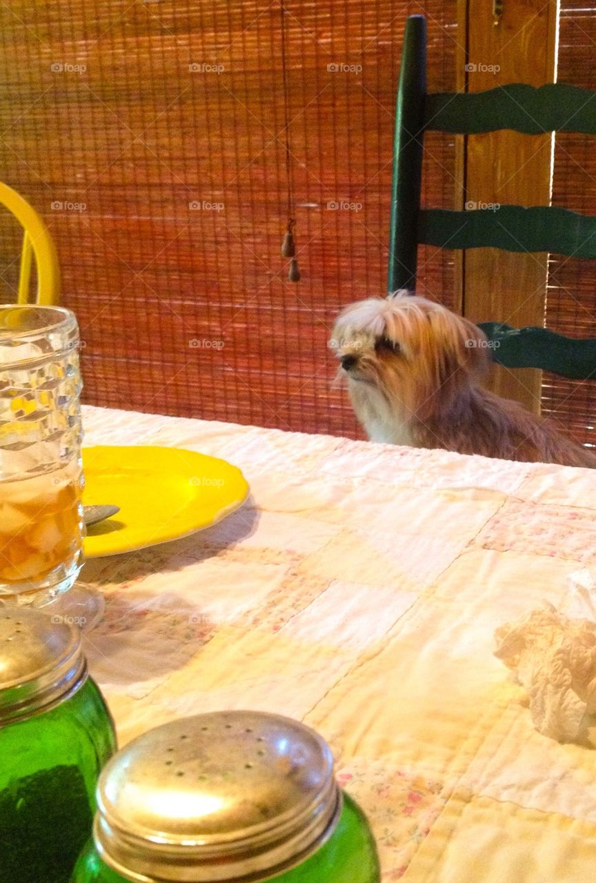 Dog at table 