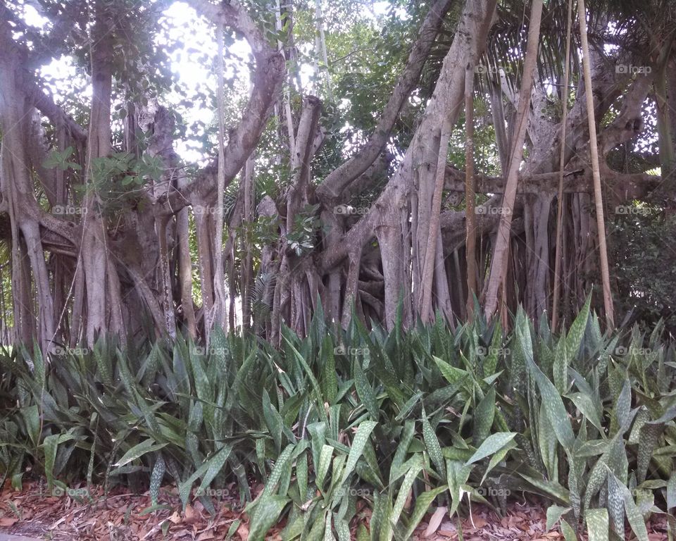 Banyan Tree Roots and Greenery