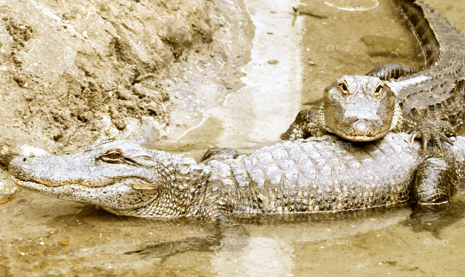 united states animals reptiles crocodiles by refocusphoto