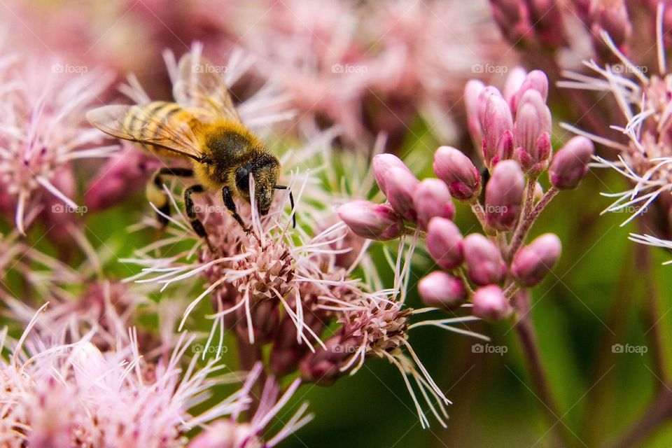 Gathering pollen