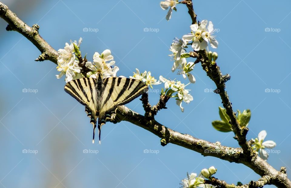 Common yellow swallowtail butterfly on blossom against a pale blue sky