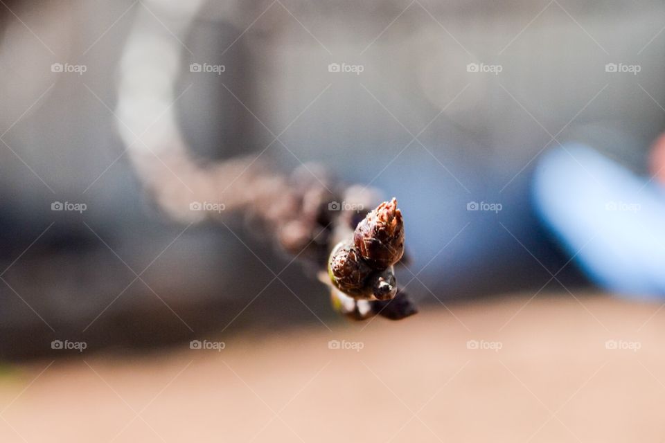 Nectarine tree branch tip with bud in spring