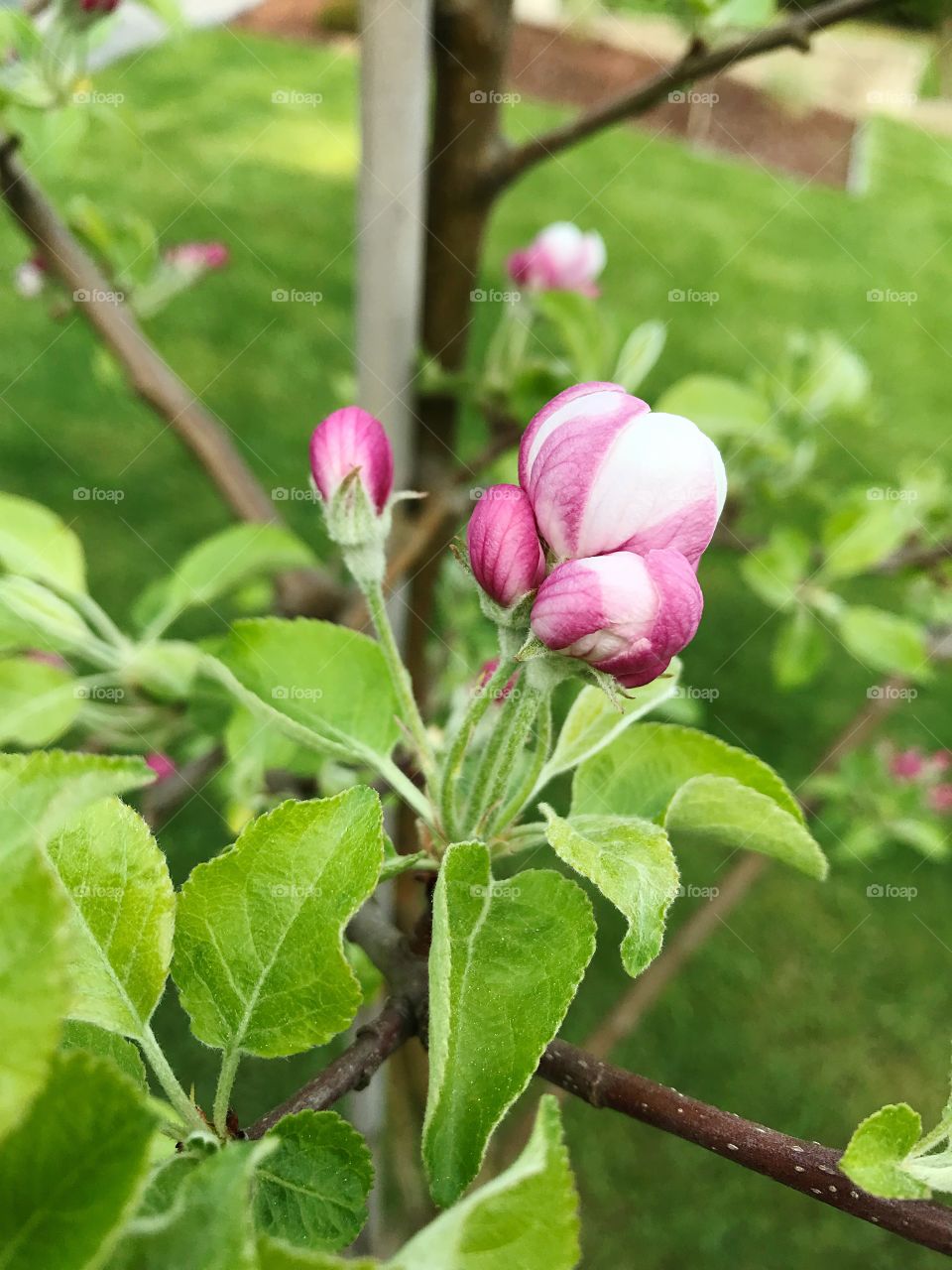 Apple pink flower on the apple tree 