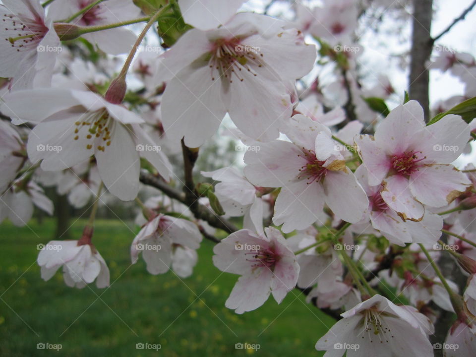 Flower, Cherry, Nature, No Person, Apple