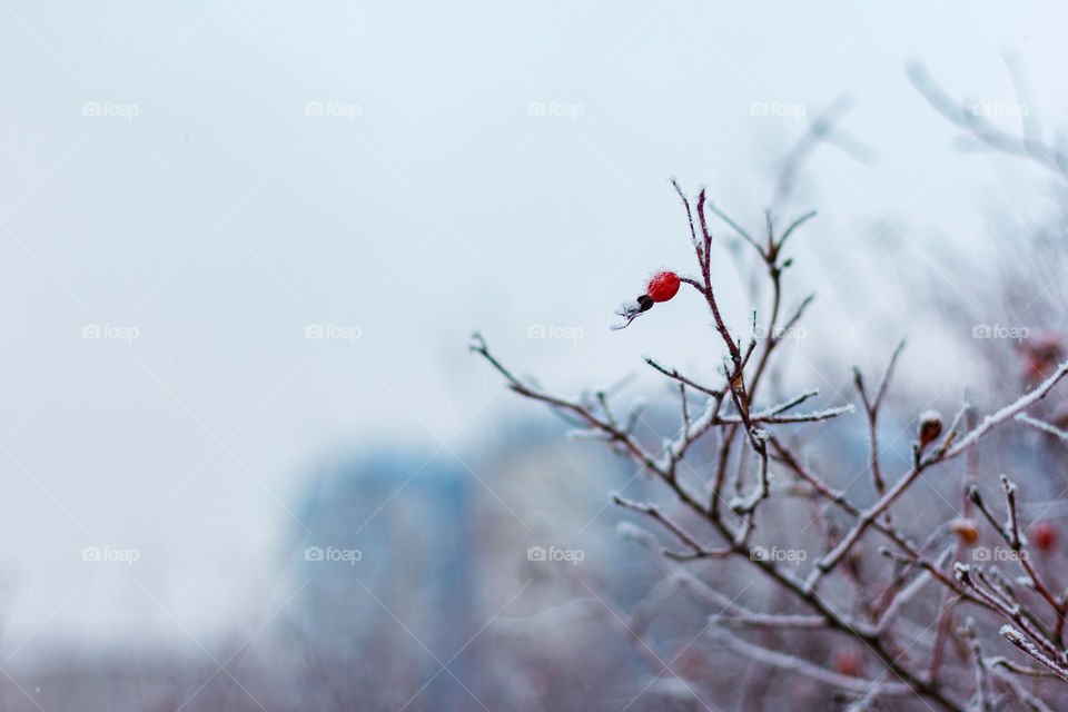 Snow covered briar bush