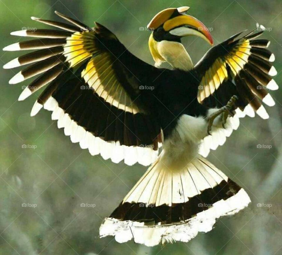 native hornbill borneo