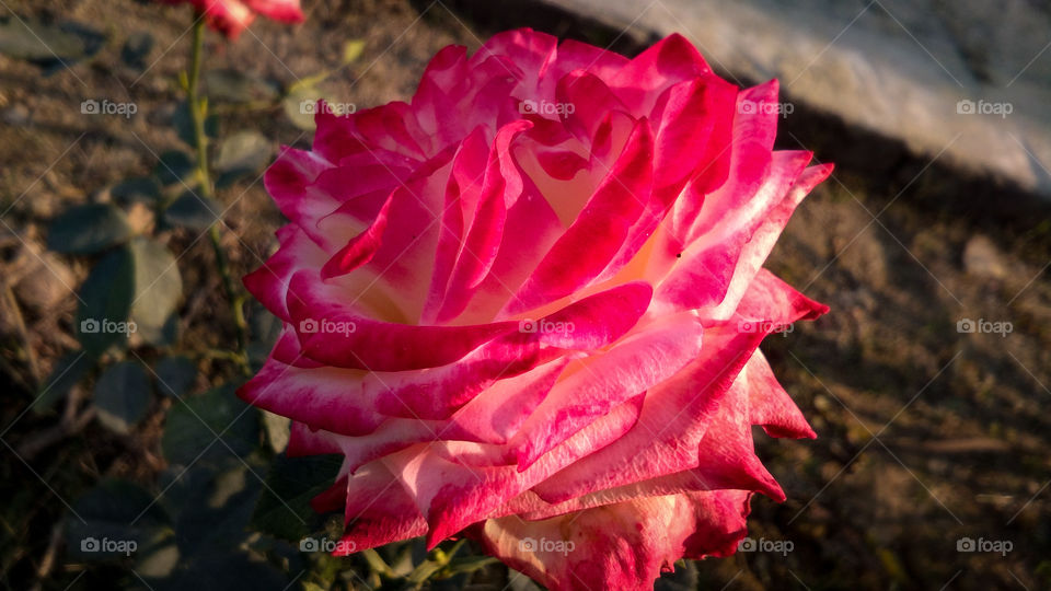 Beautiful rose flower with different shades of color and natural background
