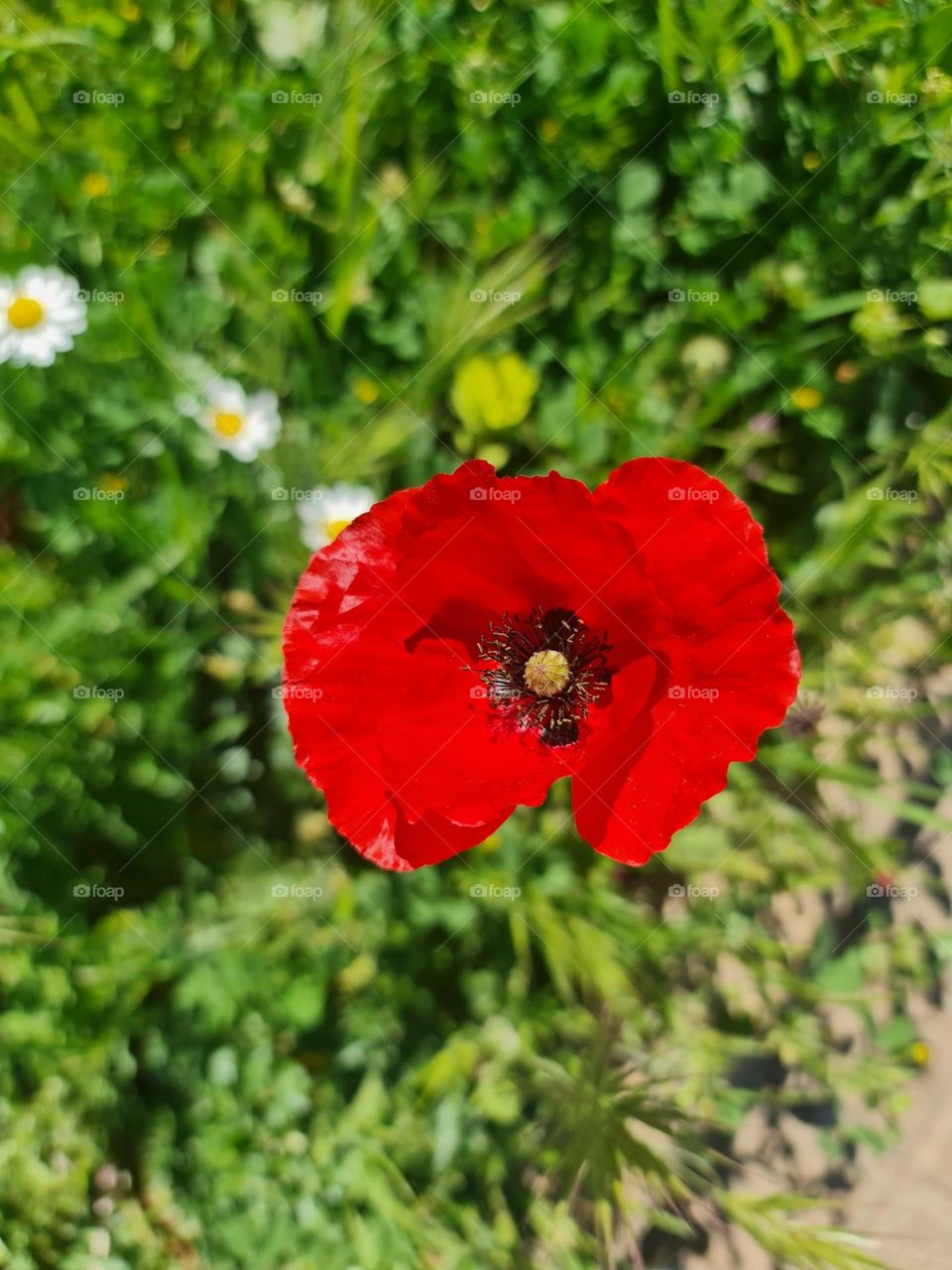coquelicot