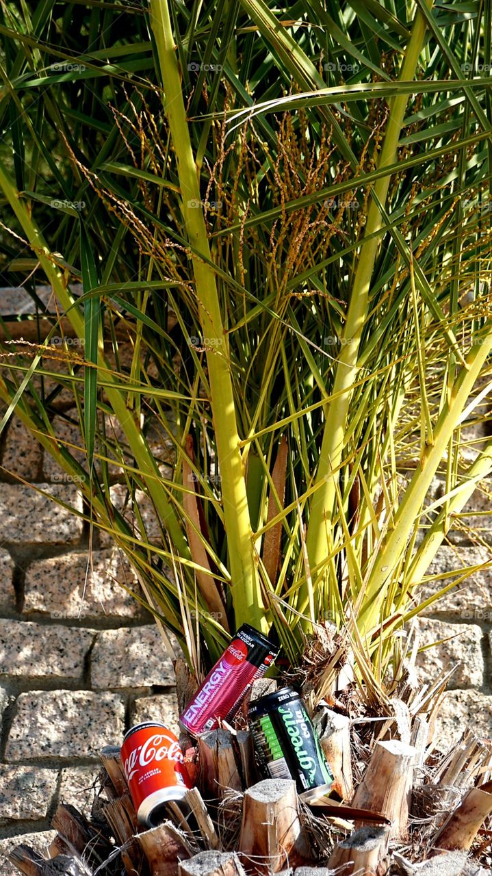 Coca-Cola#cokechallenge#palm#sun#nature