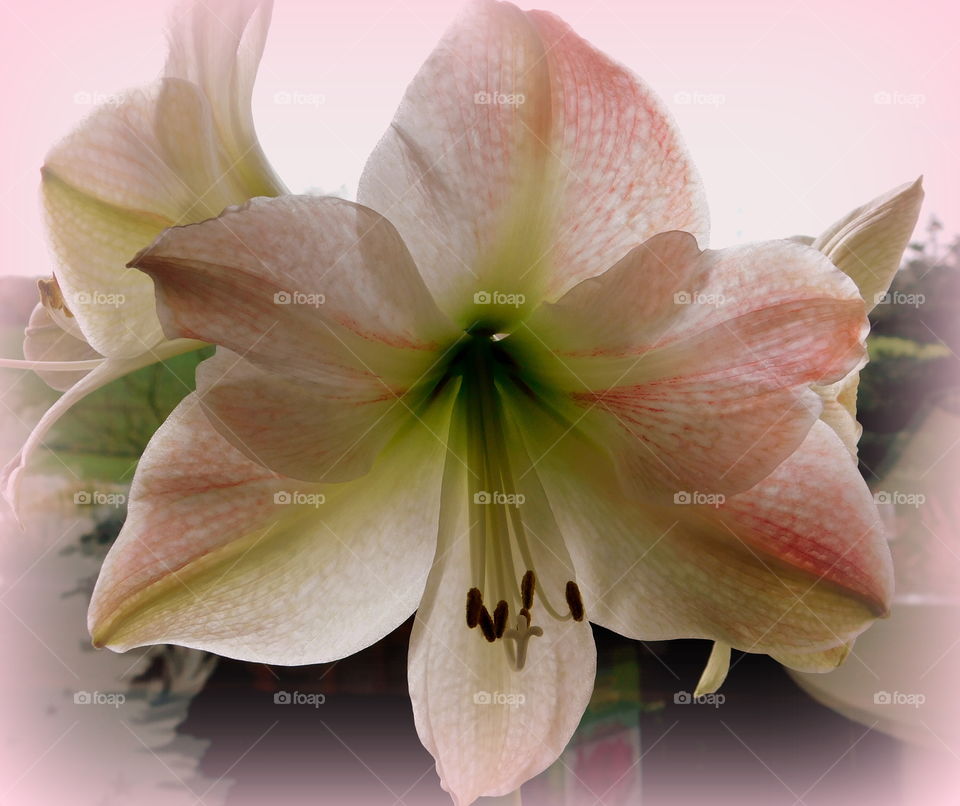 Amaryllis