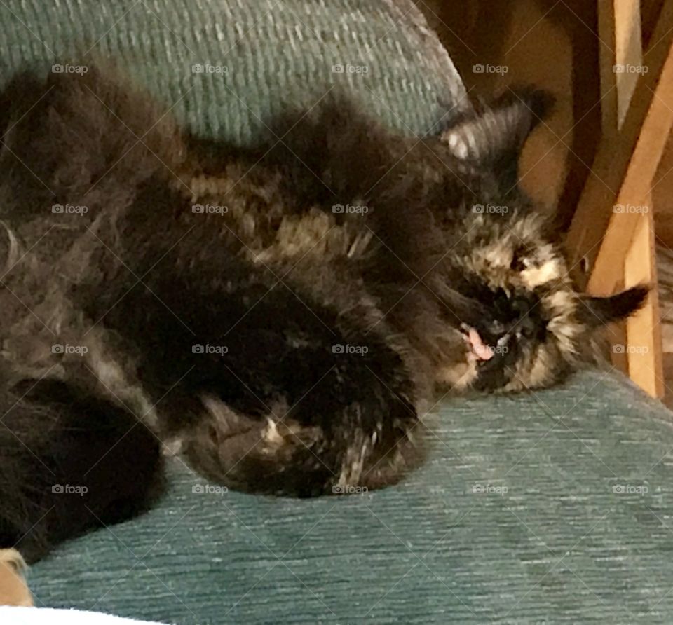 Sleepy kitty blep .....