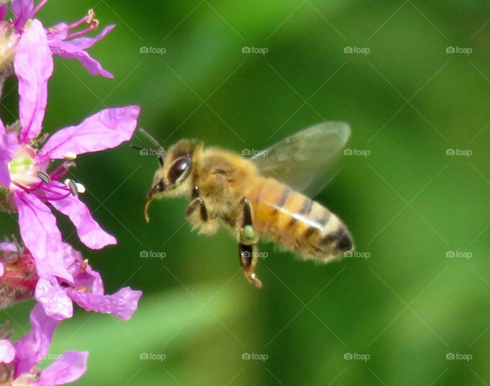 Bee inflight 
