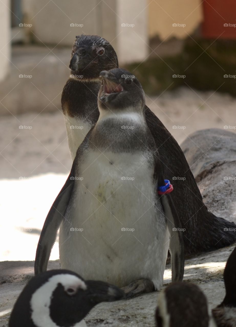 A penguin with his mouth open so it looks like it’s laughing