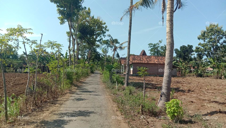 Road in the village