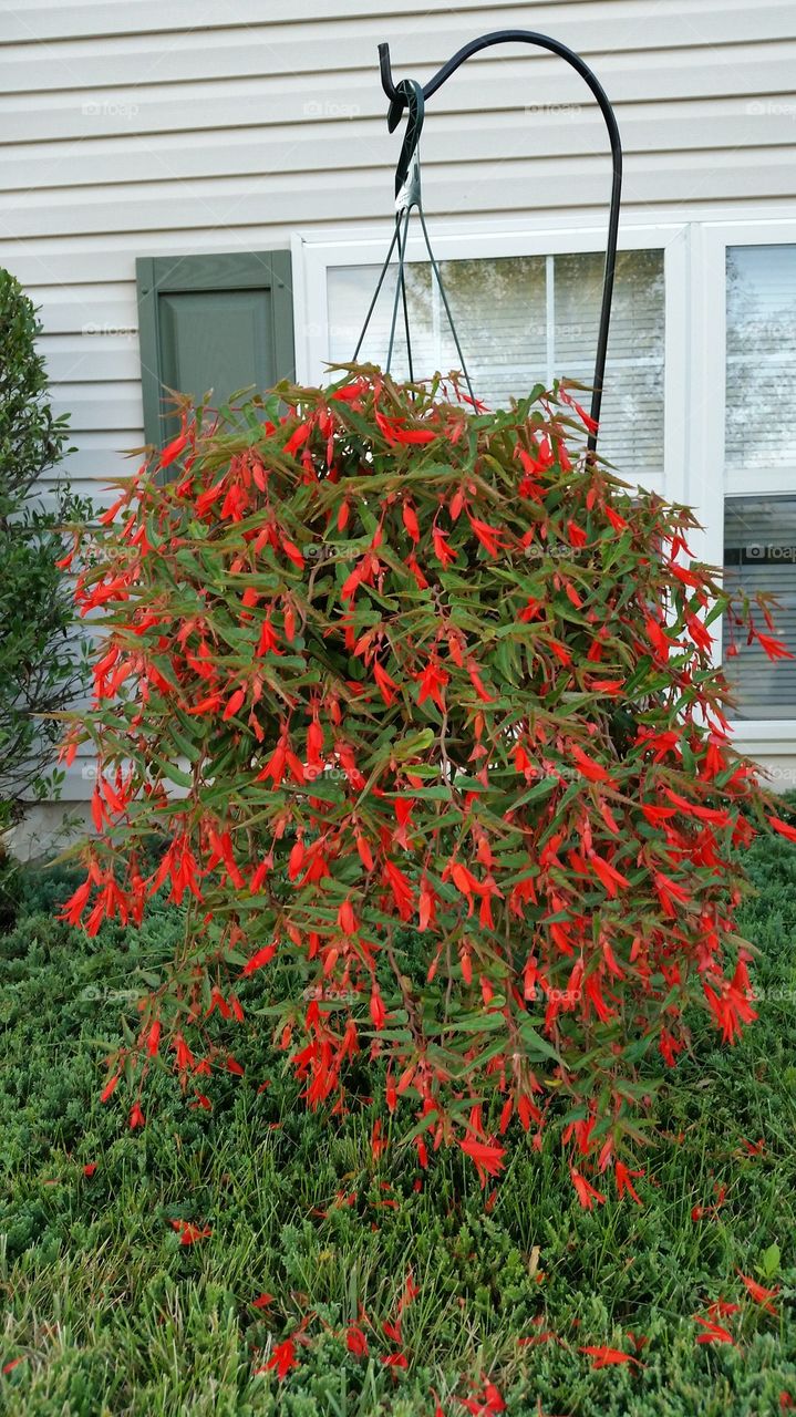 brilliant begonia