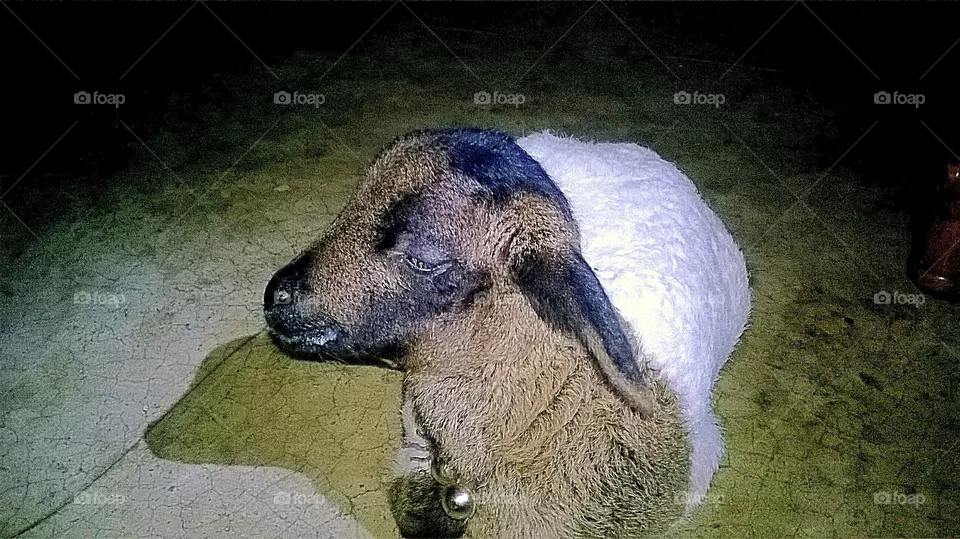 Sheep