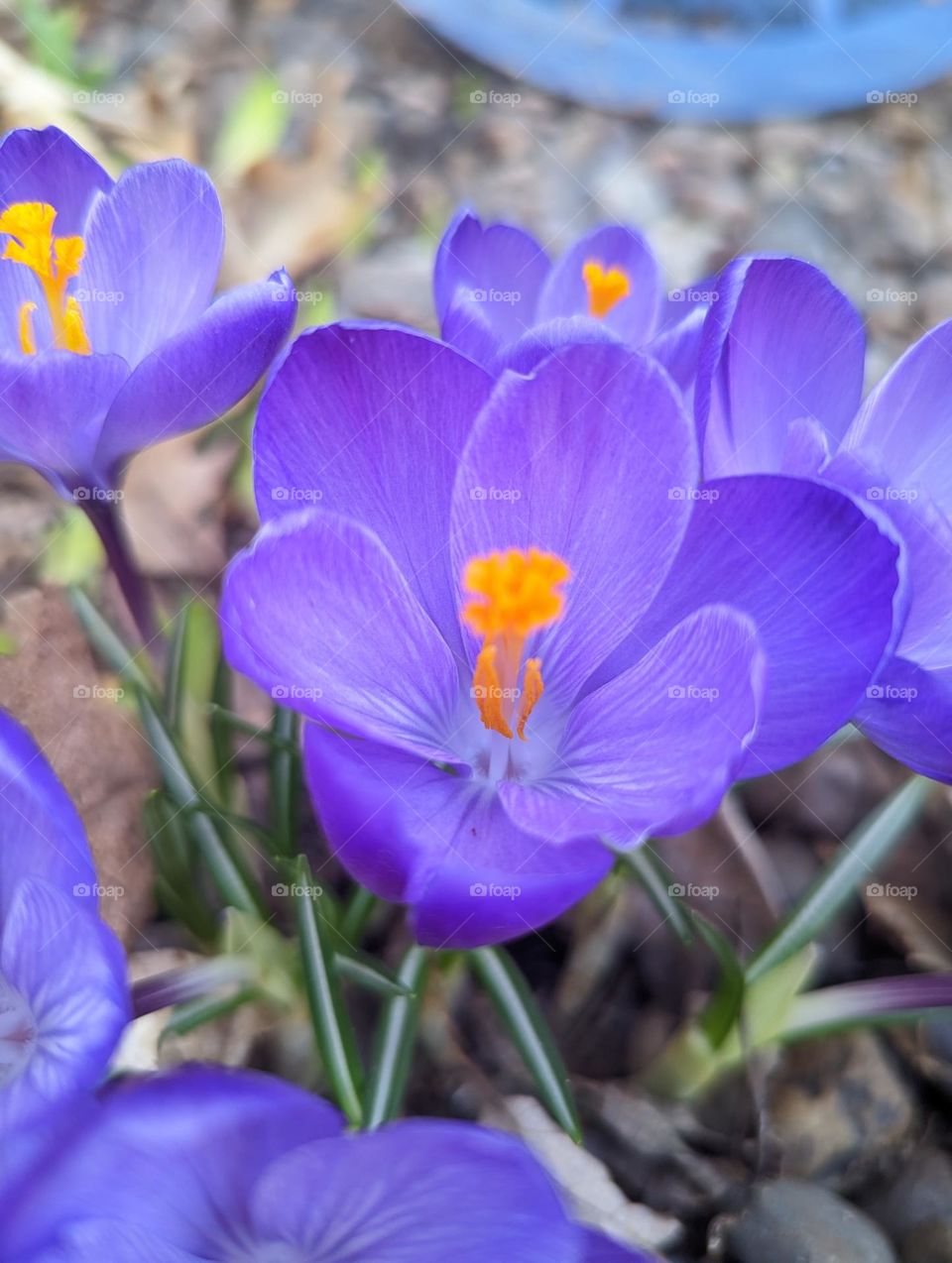 Crocus in bloom