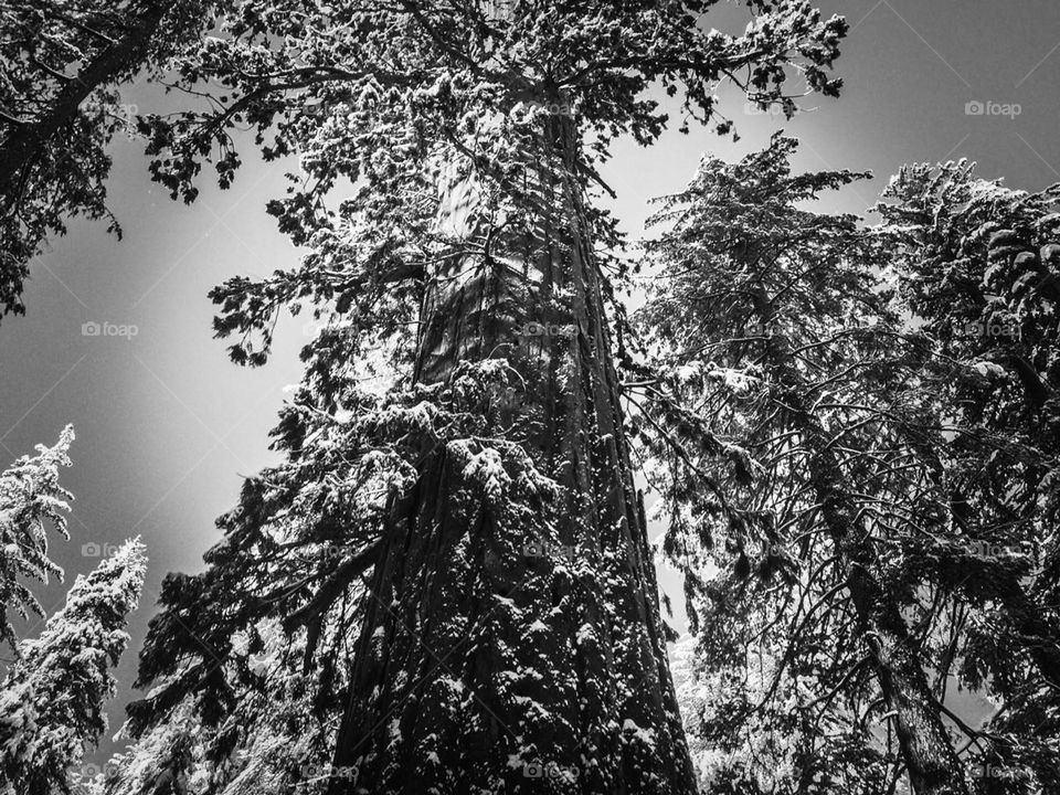 Sequoia tree view from the ground in black and white during winter