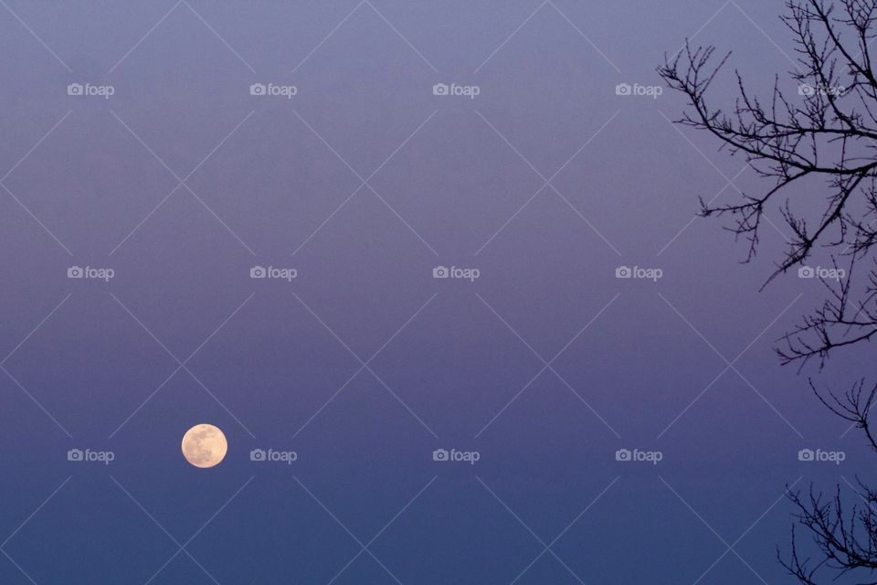 Distant full moon rising in a deep blue evening sky with bare tree branches in foreground