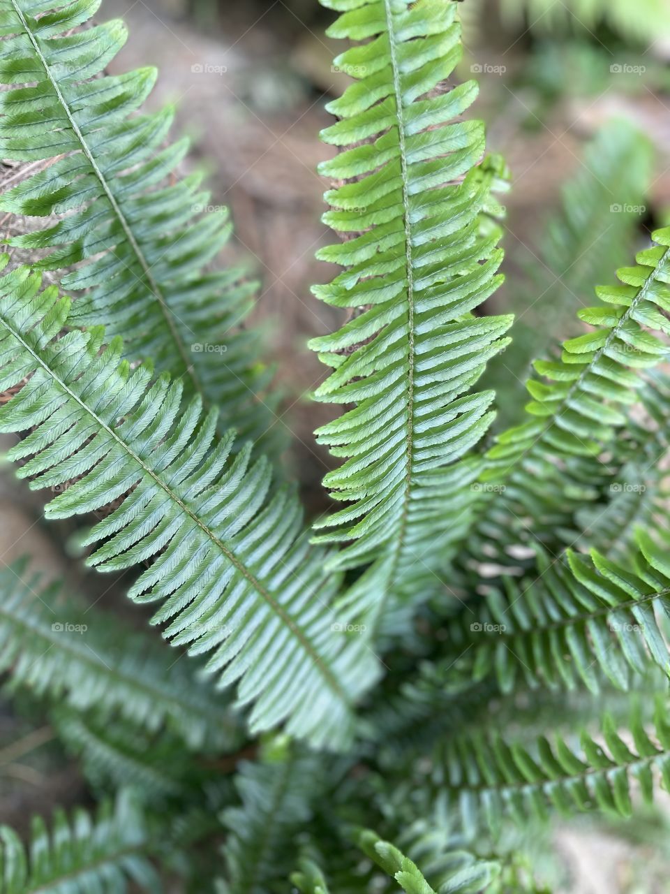 Louisiana fern life