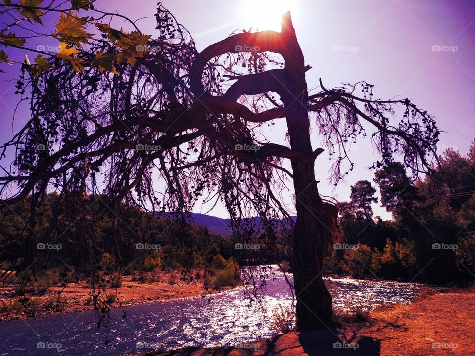 A beautiful tree with a lot of branches with interesting style. With sunlight on top of tree, river next to the tree, mountains and nature behind.