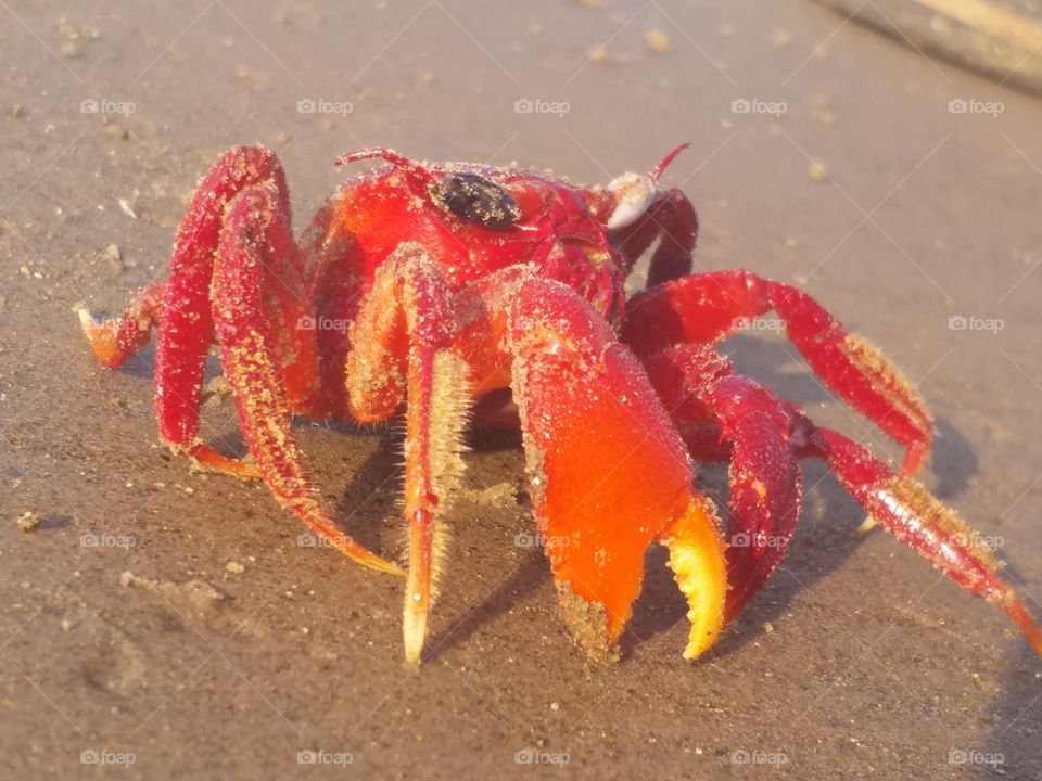 Beach, Crab, Sand, Crustacean, Sea