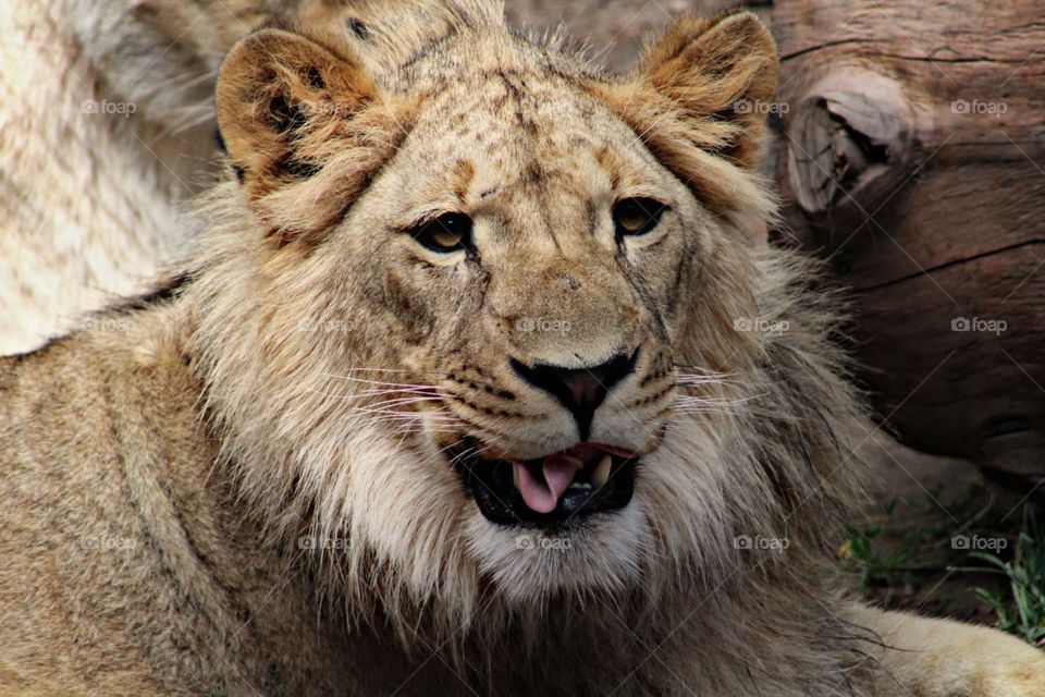 Lion sticking his tongue out, how cute!