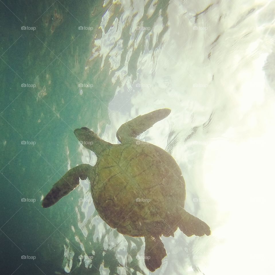 Turtle. Go pro shots of a sea turtle sillouhette