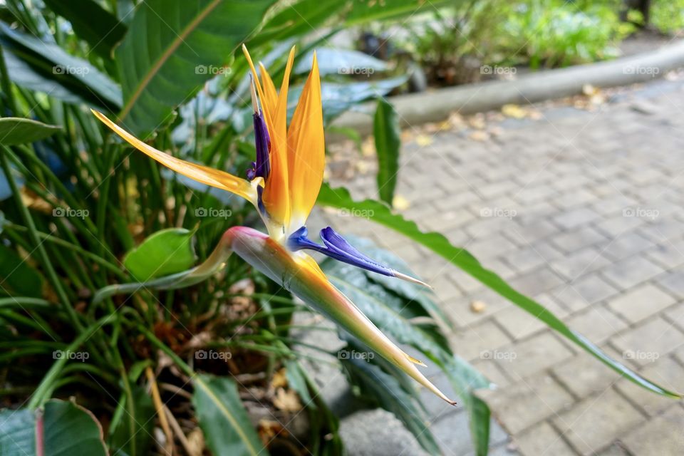 Unique flower “bird of paradise”coloured orange and purple. 