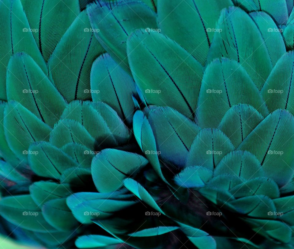 Turquoise Feathers 