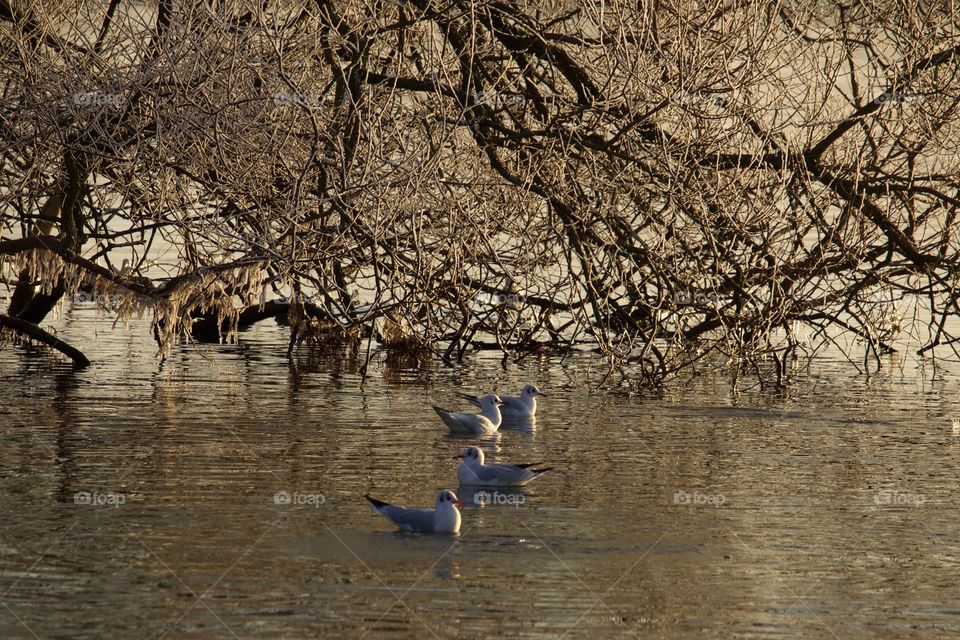 Seagulls on lake