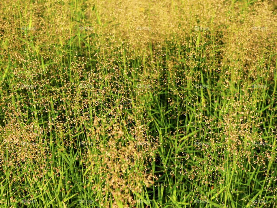 The Grasses along the Coastline turned to Autumn colors..