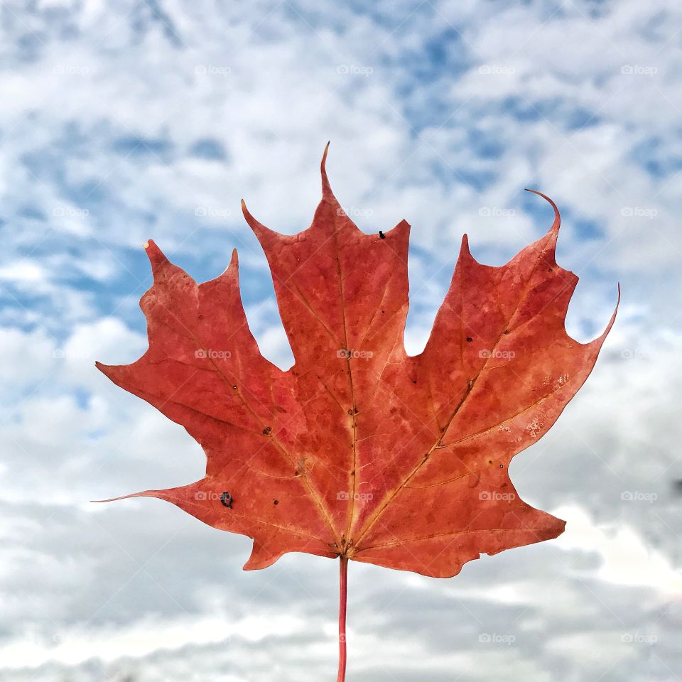 Maple leaf in blue sky