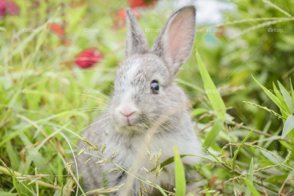 The rabbit in the meadow