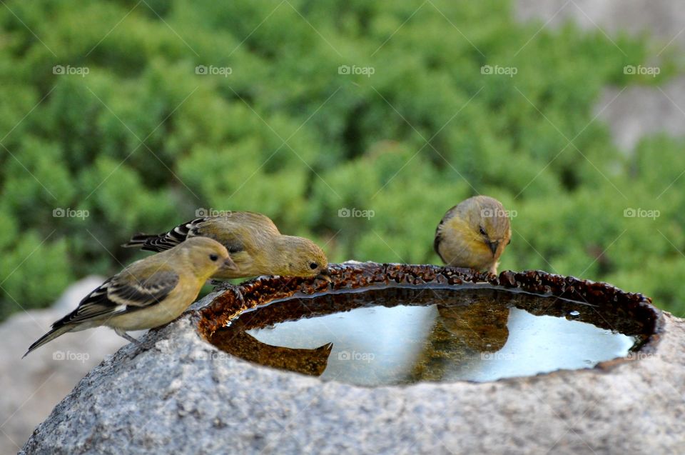 Sparrows partying