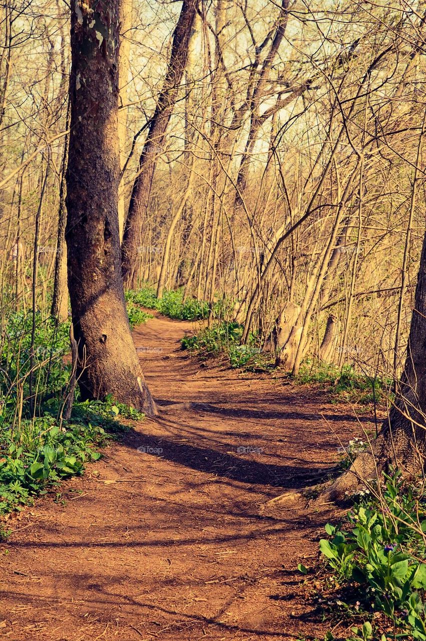 Bluebell Trail