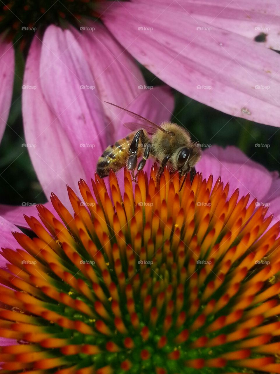 Bee, Insect, Nature, Flower, No Person