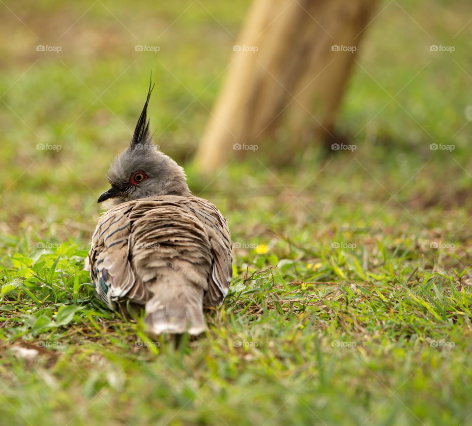 crested pigeon  sitting on the grass