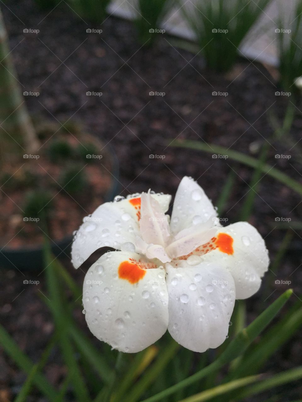 Close-up of white flower