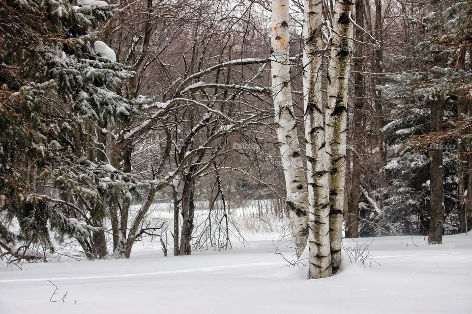 White birch in winter