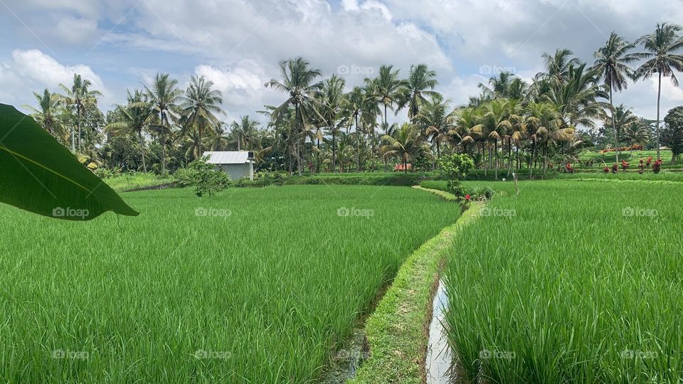 Rice field and coconut tree 