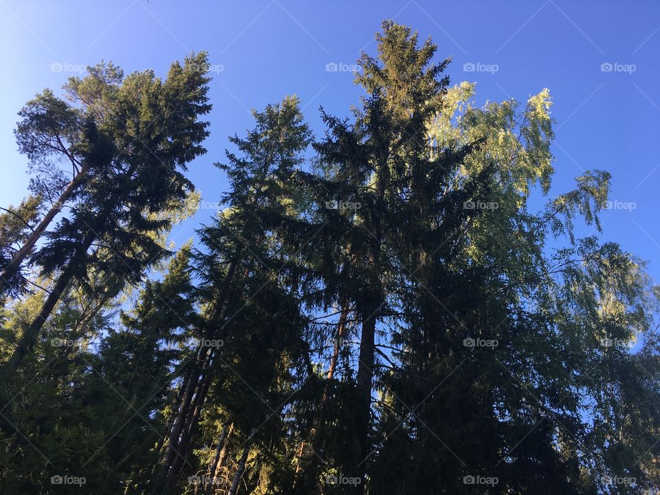 Tall trees from below with blue sky