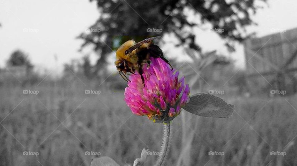 Beautiful Bee