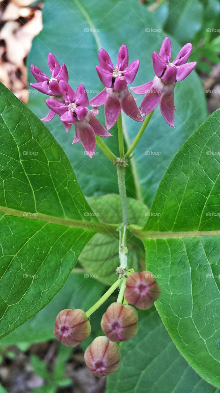 Milkweed Bloom. Purple Flowers