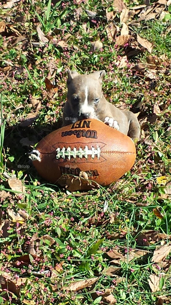 Puppy Playing Football. A picture of Blue Playing with my son's football.